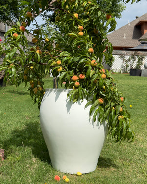 21-28 Inches tall Fiberglass planter - Matte white.