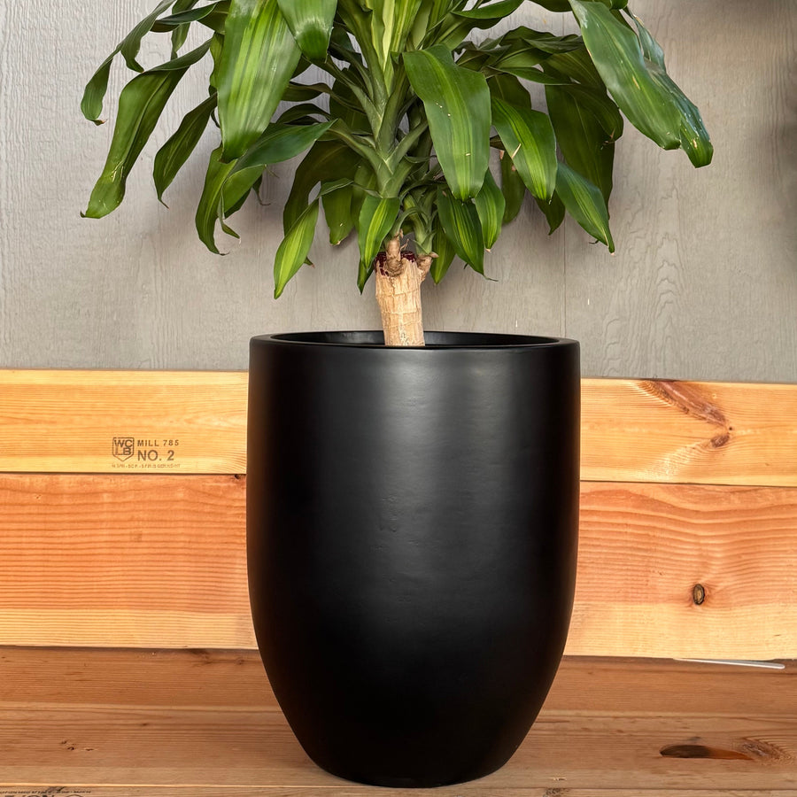 18-27 Inches tall Fiberglass planter - Matte black