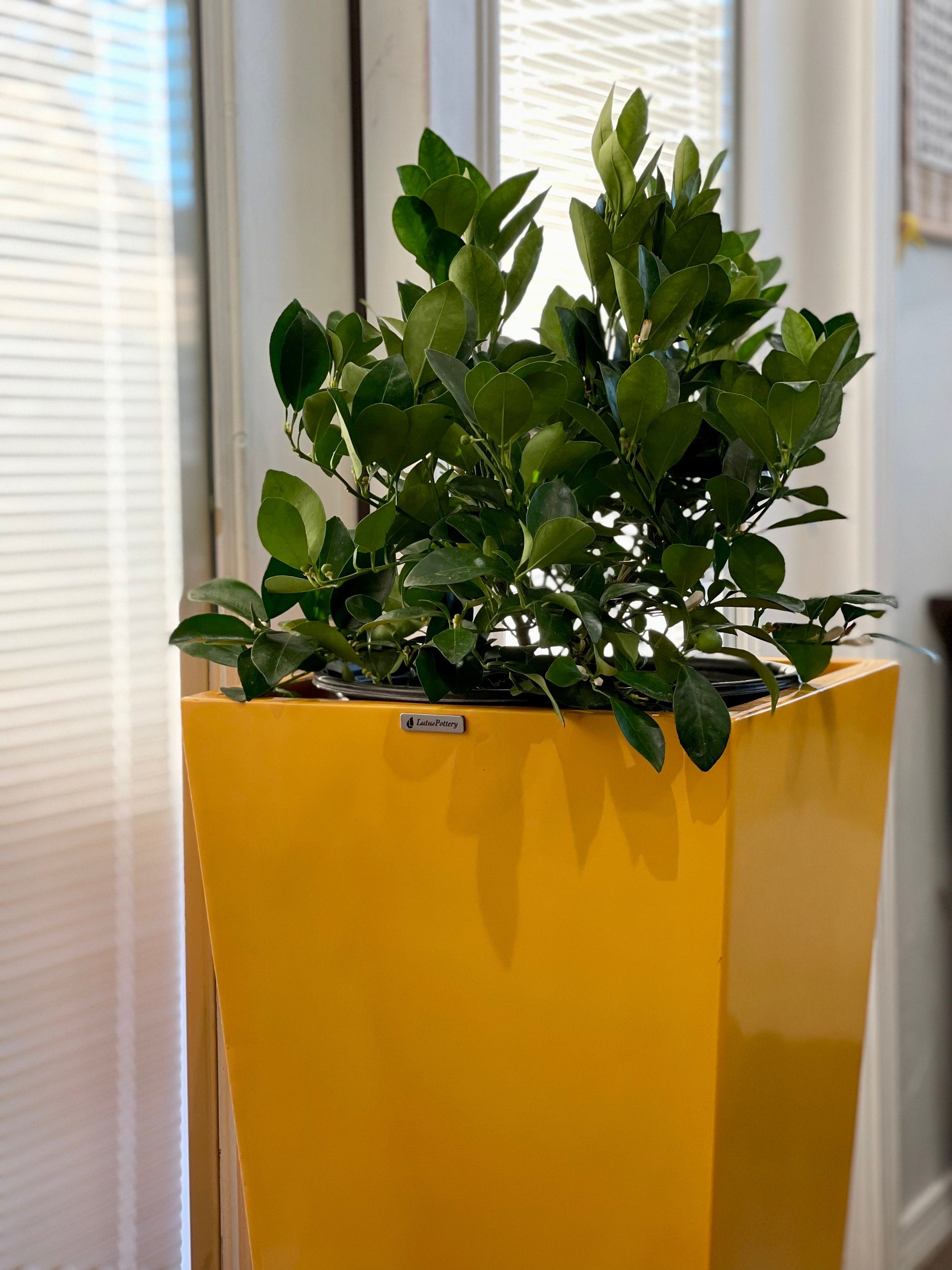 Glossy Yellow Fiberglass Planter: Contemporary Garden Pot (23-47 Inches)