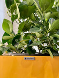Glossy Yellow Fiberglass Planter: Contemporary Garden Pot (23-47 Inches)