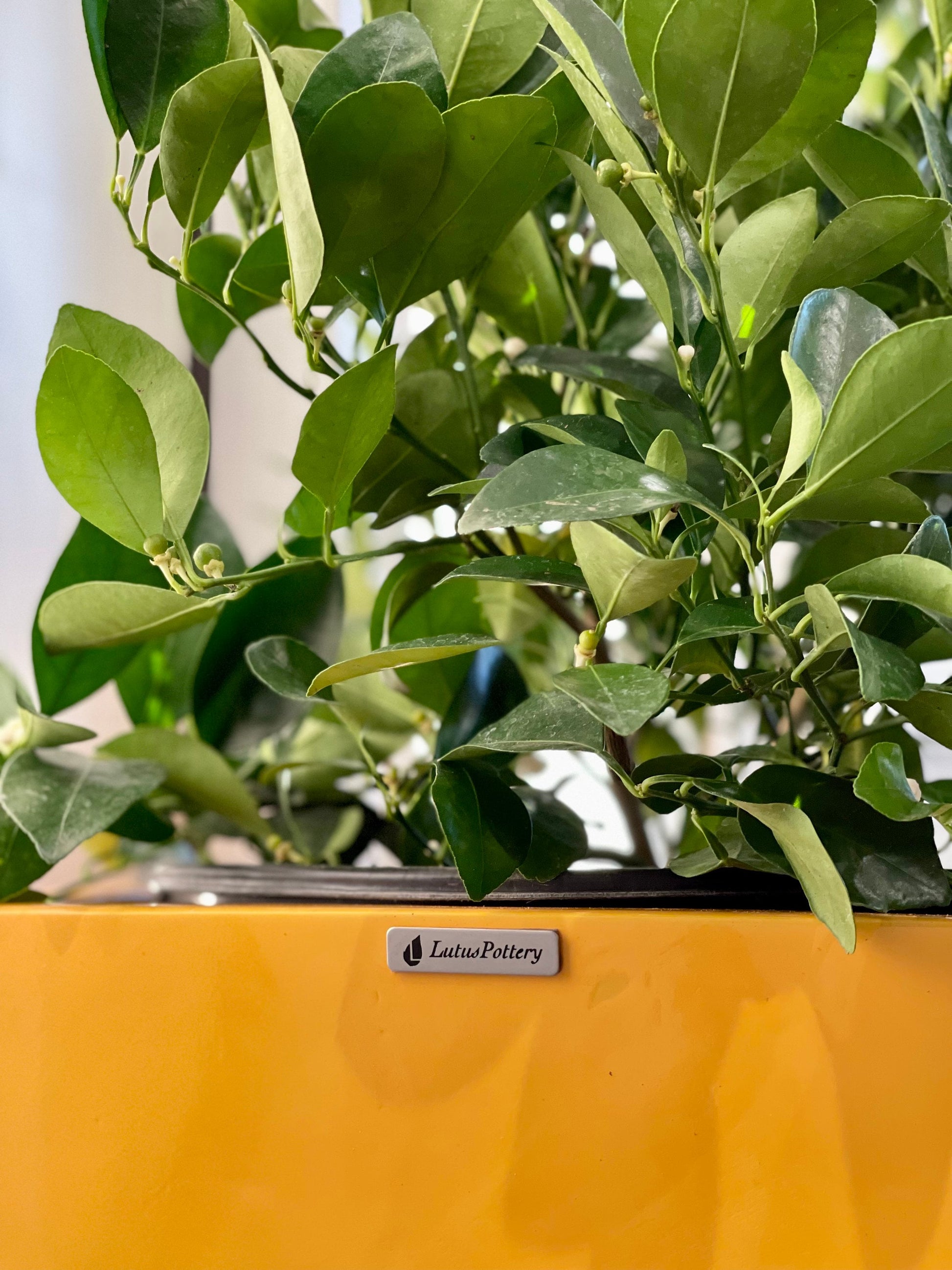 Glossy Yellow Fiberglass Planter: Contemporary Garden Pot (23-47 Inches)