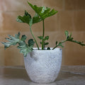 Handmade Fiberglass Planter: Round Moon Surface Design