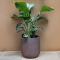 Iron Rust Fiberglass Planter: Contemporary Round Plant Pot