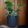 Black Matte Fiberglass Planter: Modern Round U Pot
