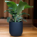 Black Matte Fiberglass Planter: Modern Round U Pot