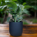 Black Matte Fiberglass Planter: Modern Round U Pot