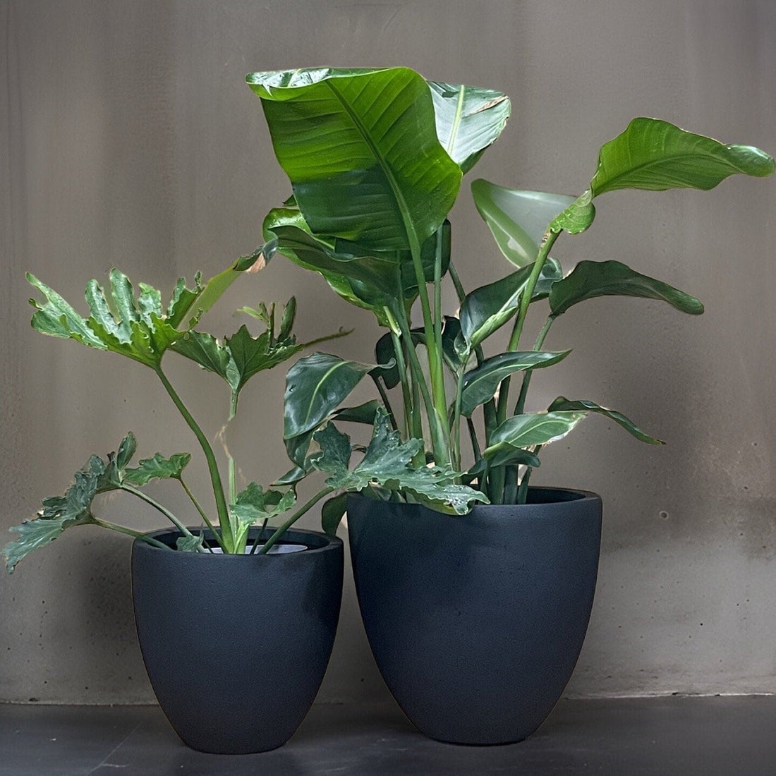 Black Stone Fiberglass Planter: Modern Round Garden Pot