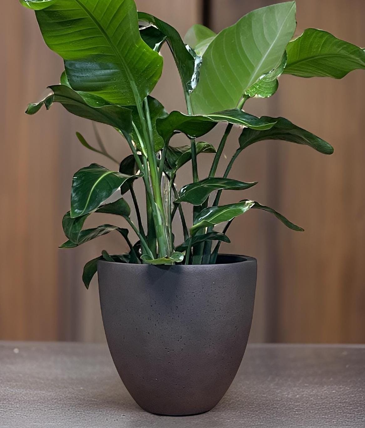 15" Round Fiberglass Planter: Modern Stone Finish, Indoor/Outdoor