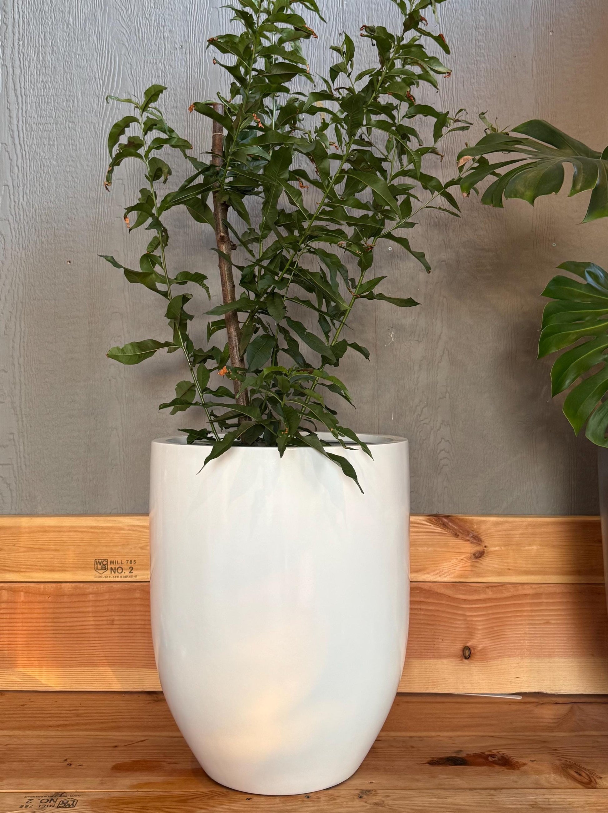 Glossy White Fiberglass Planter: Modern Round Garden Pot (18-27 Inches Tall)
