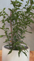 Glossy White Fiberglass Planter: Modern Round Garden Pot (18-27 Inches Tall)